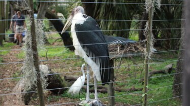 Au coeur du zoo - tampa 6.jpg