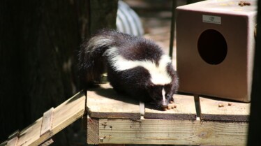 Au coeur du zoo - tampa 7.jpg