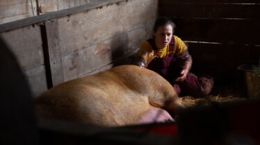 L'incroyable Dr Pol - Les trois petits cochons 1.jpg