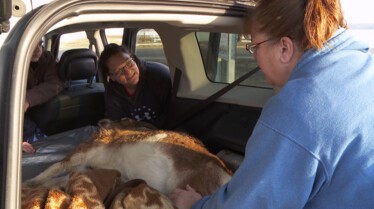 L'incroyable Dr Pol - Les trois petits cochons 2.JPG