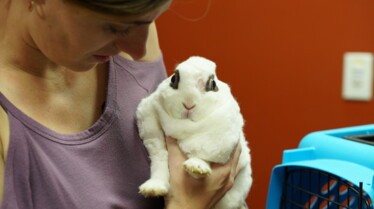La clinique des animaux exotiques - Lapin royal 3.jpg