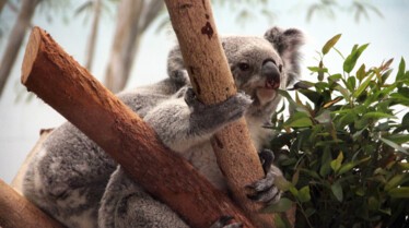 Au coeur du Zoo 3.jpg