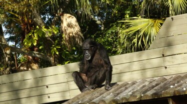 Au coeur du Zoo 5.jpg