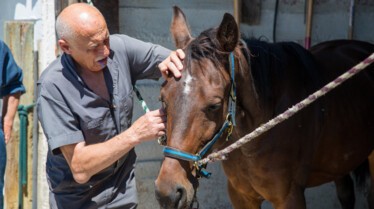 L'incroyable Dr Pol - Cheval amish 1.jpg