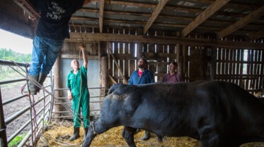L'incroyable Dr Pol - Cheval amish 3.jpg