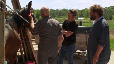 L'incroyable Dr Pol - Cheval amish 4.jpg