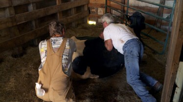 L'incroyable Dr Pol - Cheval amish 5.jpg