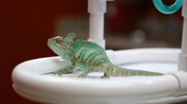 La clinique des animaux exotiques - Problème reptilien 2.jpg