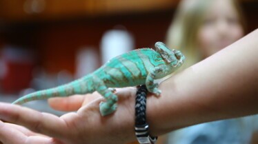 La clinique des animaux exotiques - Problème reptilien 3.jpg