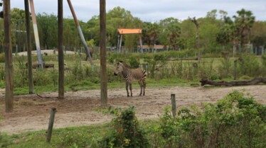 Secrets of The Zoo -  Tampa 1 .jpg