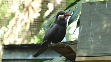 Secrets of The Zoo -  Tampa 2.jpg