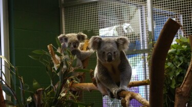 Secrets of The Zoo - Tampa 2.jpg