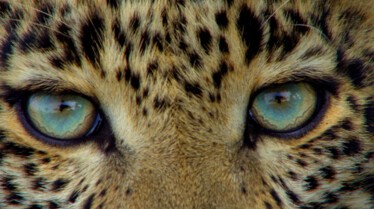 Léopard aux yeux de jade 2.JPG