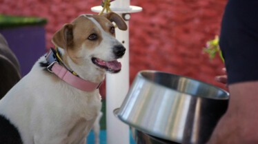 Cesar Millan - Tel maître, tel chien - Contre-attaque 2.jpg