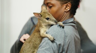 La clinique des animaux exotiques - Bébé Wallaby 1.jpg