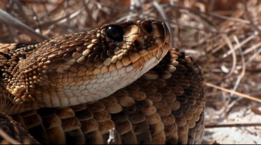 Top 20 des animaux mortels 2.JPG
