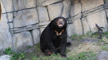 Au coeur du zoo Tampa 1.jpg