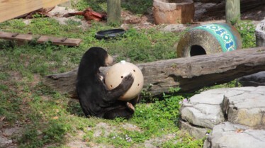 Au coeur du zoo Tampa 2.JPG