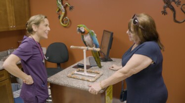 La clinique des animaux exotiques - Perroquet pondeur 1.jpg