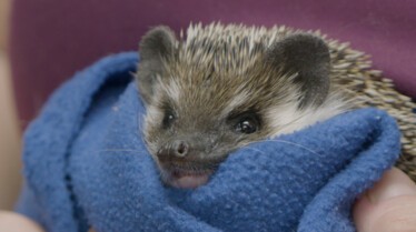 La clinique des animaux exotiques - Perroquet pondeur 3.jpg