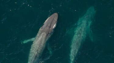 Le royaume de la baleine bleue 2.JPG