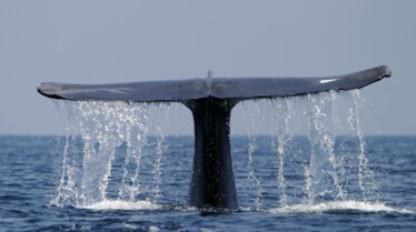 Le royaume de la baleine bleue 4.JPG