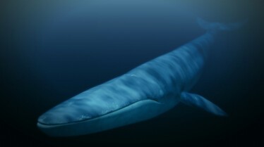 Le royaume de la baleine bleue 5.JPG
