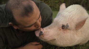 Drôles d'amis - Un mouton garde du corps 2.jpg