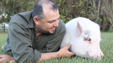 Drôles d'amis - Un mouton garde du corps.jpg