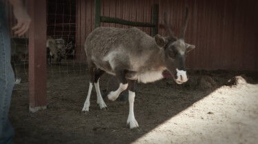 L'incroyable Dr Pol - « Momans » magiques 1.JPG