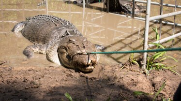 SOS Matt - Crocodiles dans la mare 1.jpg
