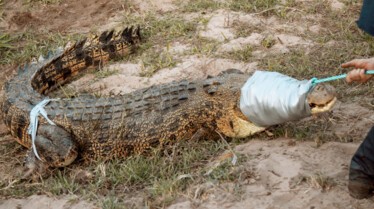 SOS Matt - Crocodiles dans la mare 2.jpg