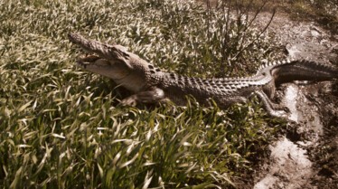 SOS Matt - Crocodiles dans la mare 5.jpg
