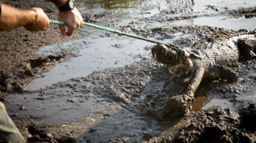 SOS Matt - Les crocodiles sont de sortie 3.jpg