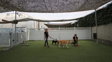 Dog Impossible - Promenade sous haute tension 2.jpg