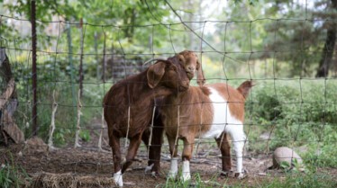L'incroyable Dr Pol - Le cochon d'Inde 3.jpg