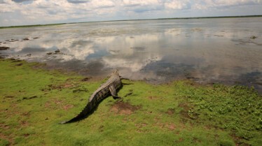 SOS Matt - La queue d’un crocodile 1.jpg