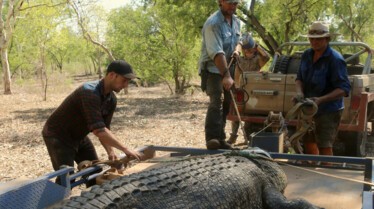SOS Matt - La queue d’un crocodile 2.jpg