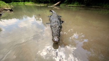 SOS Matt - La queue d’un crocodile 3.jpg