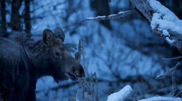 EP101_AmericasFrozenFrontier_WintersHiddenWonders_08.jpg