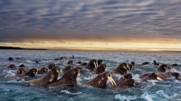 PRImages_07- Alaska's deadliest -GreatMigrations.JPG