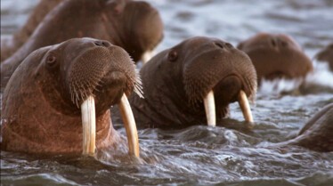 PRImages_17 - Alaska's deadliest -GreatMigrations.JPG