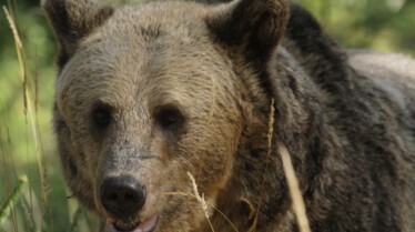 Stealth_179 - Alaska's deadliest - SecretLifeOfPredators.JPG