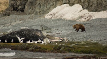 Wet_038- Alaska's deadliest - SecretLifeOfPredators.JPG