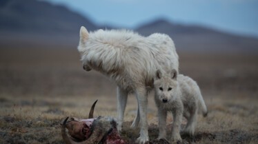 Le royaume du loup blanc -Ep102_08.jpg
