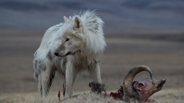 Le royaume du loup blanc -Ep102_09.jpg