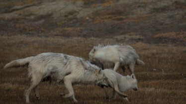 Le royaume du loup blanc -Ep102_11.jpg