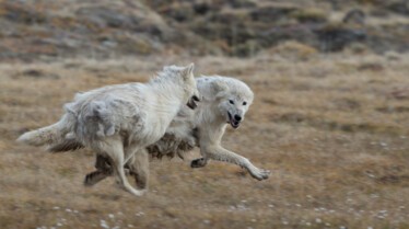 Le royaume du loup blanc -Ep102_12.jpg