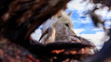 Le royaume du loup blanc -Ep103_01.jpg