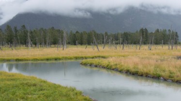 SOS Animaux Alaska 1.jpg